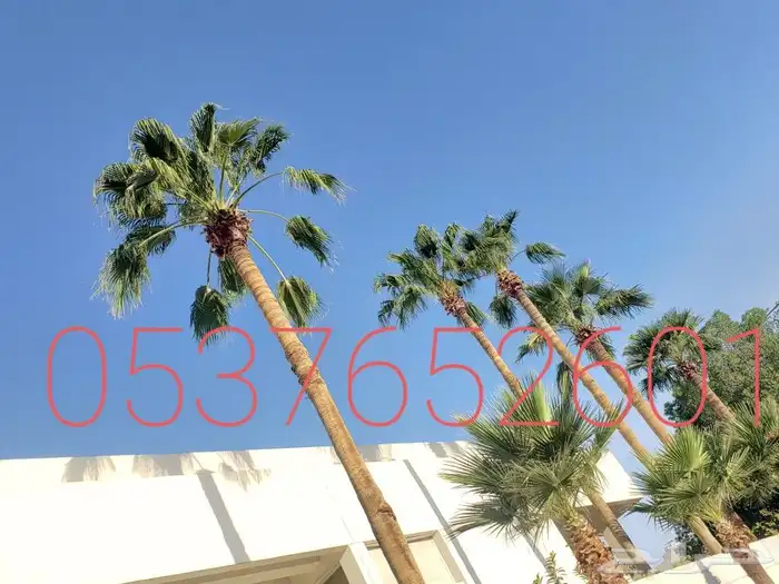 تكريب وتنضيف وتقليم وقص الجريد اليابس 0