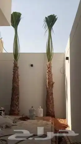 نخل واشنطونياء زينه أمريكي 1