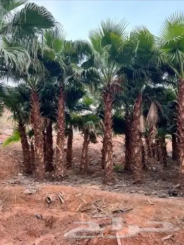 نخيل المملكه 3