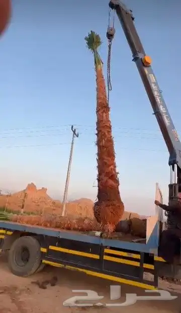 نخيل المملكه 14