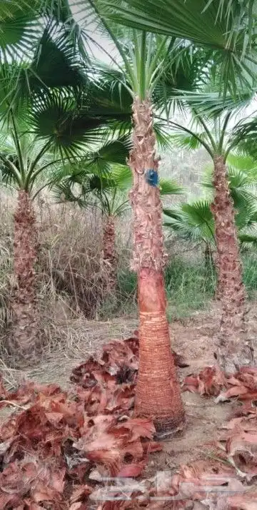 نخيل المملكه 4