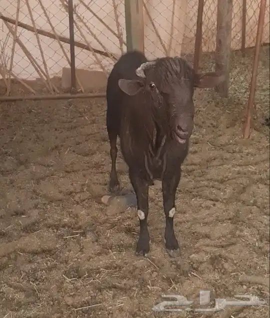 فحل مورسيانو فاخر حار وشرط القريع 0