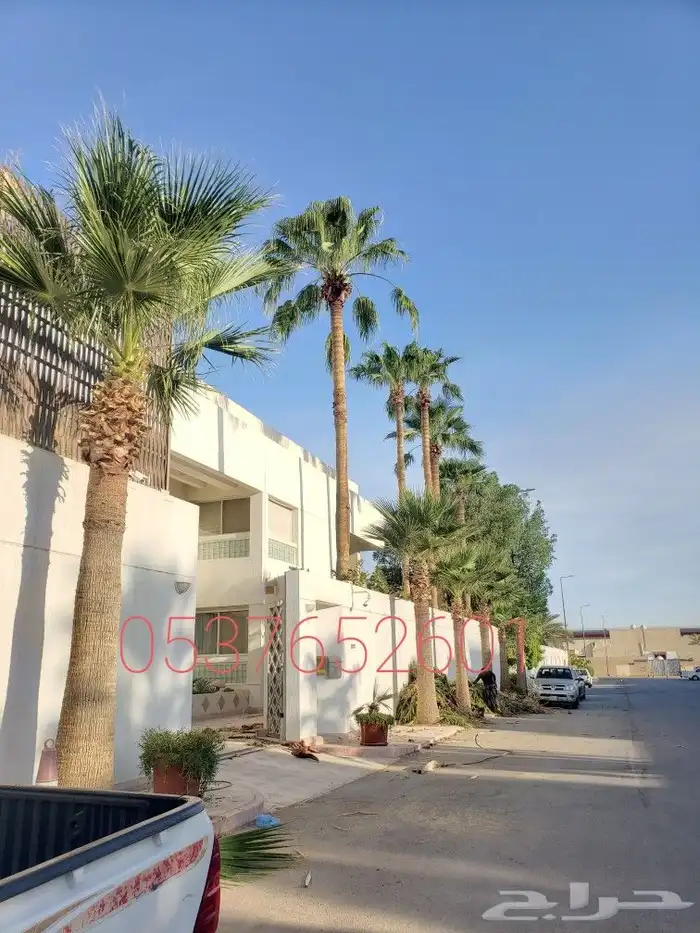 تكريب وتنضيف وتقليم وقص الجريد اليابس 1