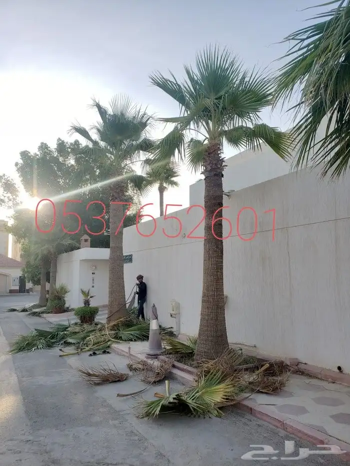 تكريب وتنضيف وتقليم وقص الجريد اليابس 2