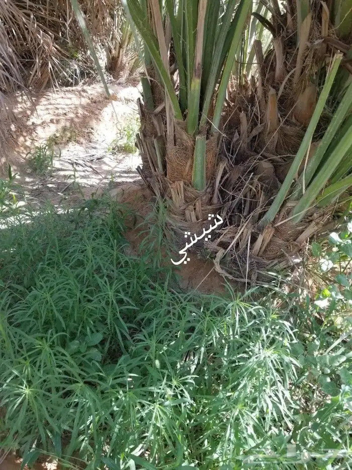 فروخ صقعي وشيشي ومجدول 5