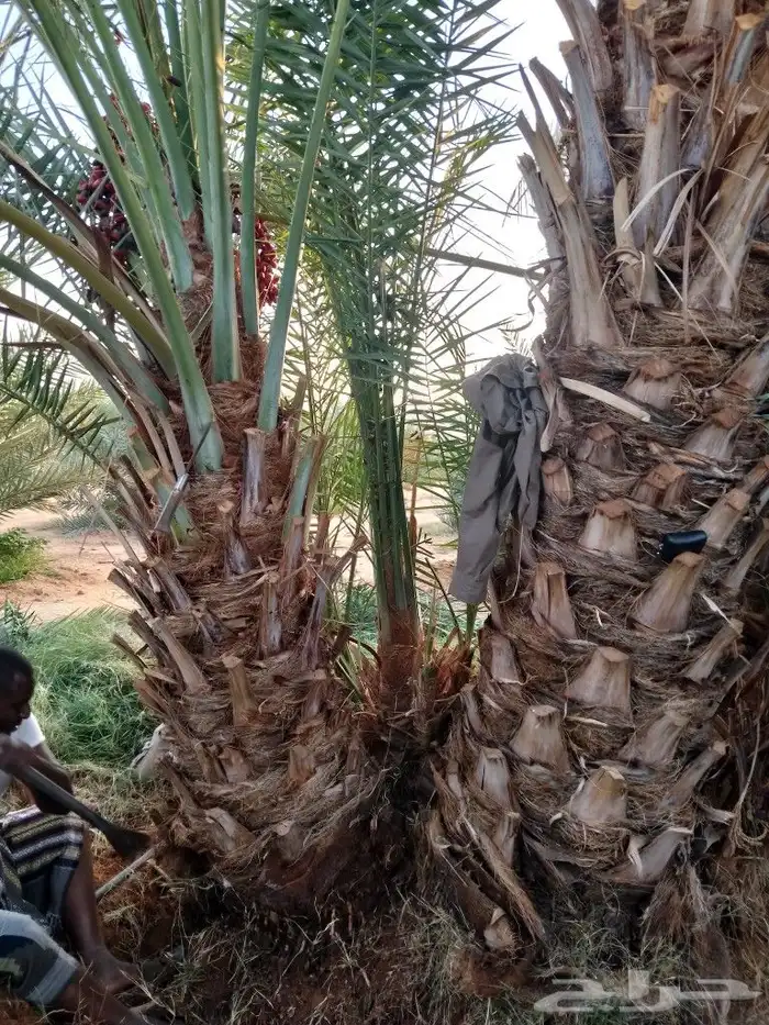 نخل للبيع توريد وغرس جميع انواعه 3