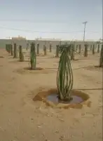 يوجد لدينا جميع انواع النخيل العربي والوشنطني أشجار الزيتون 6