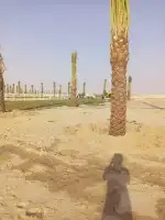 لتوريد النخل العربي والواشنطني والسياجات بجميع انواعها 8