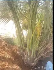 يوجد لدينا جميع انواع النخيل العربي والوشنطني أشجار الزيتون 4