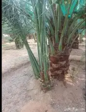 يوجد لدينا جميع انواع النخيل العربي والوشنطني أشجار الزيتون 3