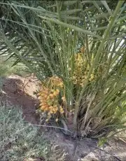يوجد لدينا جميع انواع النخيل العربي والوشنطني أشجار الزيتون 5