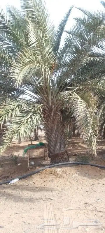 نخل كبير صفري للبيع 0