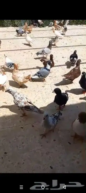 حمام شامي منوع جميع الاشكال 25