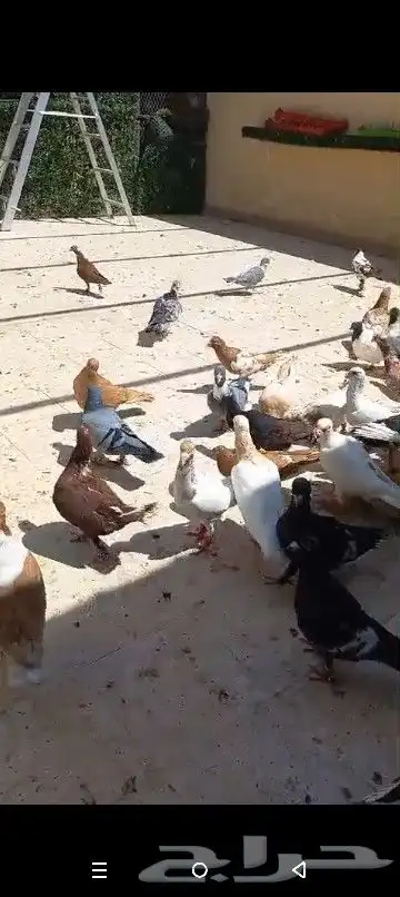 حمام شامي منوع جميع الاشكال 28