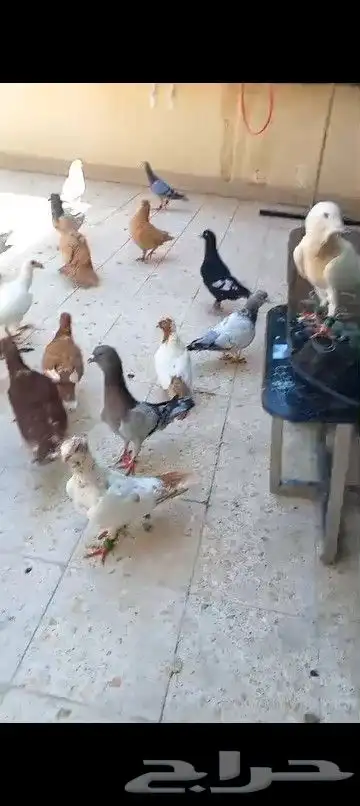حمام شامي منوع جميع الاشكال 27