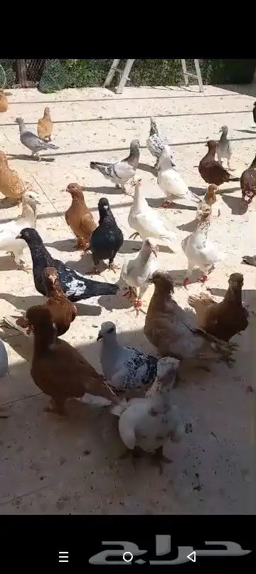 حمام شامي منوع جميع الاشكال 37