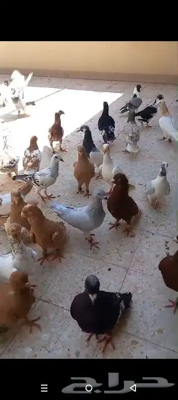 حمام شامي منوع جميع الاشكال 33