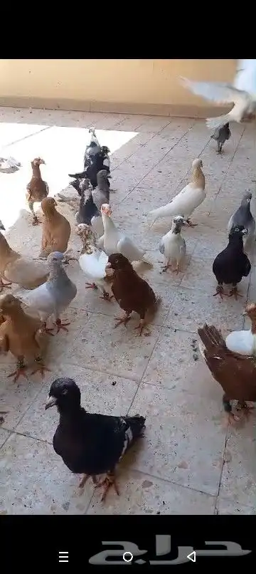 حمام شامي منوع جميع الاشكال 30