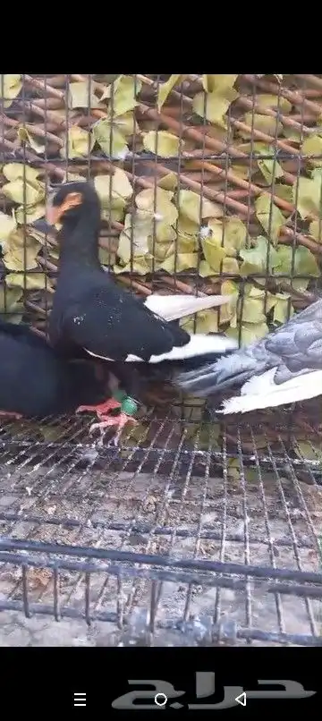 حمام شامي منوع جميع الاشكال 14