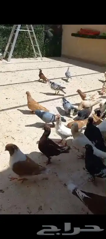 حمام شامي منوع جميع الاشكال 29