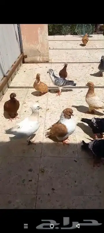 حمام شامي منوع جميع الاشكال 1