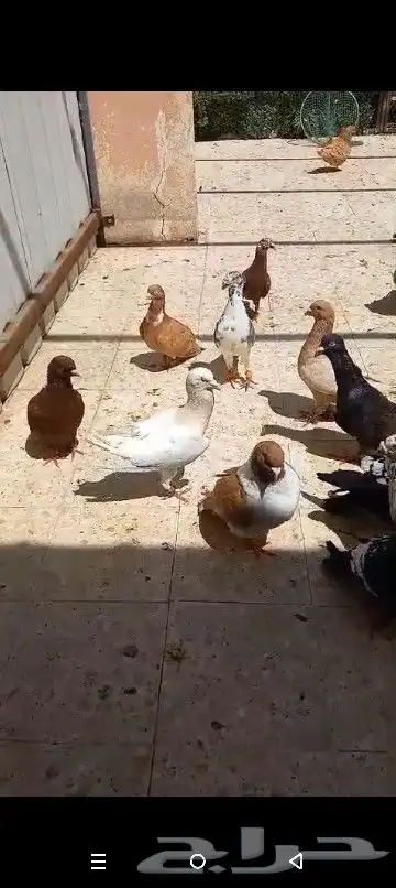 حمام شامي منوع جميع الاشكال 0