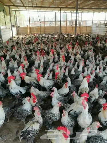 مهندس دواجن خبرة في الدجاج الاحم والبياض والحمام والفقاسات 5