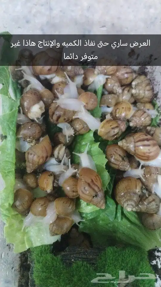 حلزون أفريقي 0