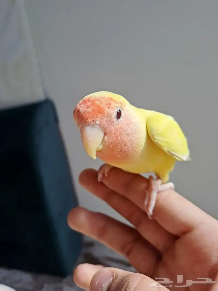 روز لاتينو اليف 0