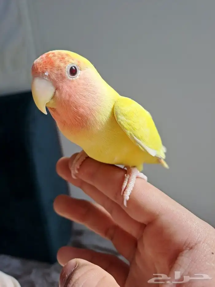 روز لاتينو اليف 1