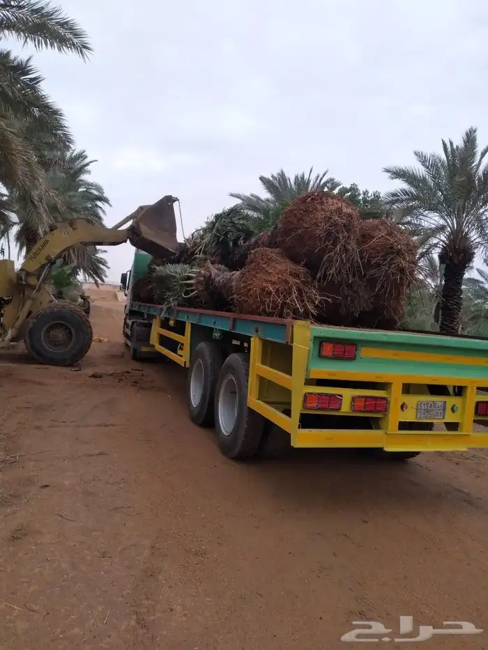 نقوم بجميع اعمال الشبوك وجميع اعمال النخيل وتوريد النخيل 6