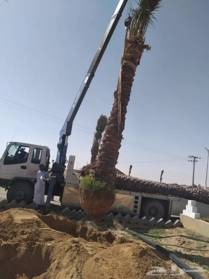نقوم بجميع اعمال الشبوك وجميع اعمال النخيل وتوريد النخيل 7