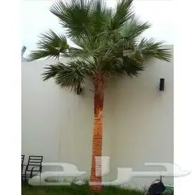 نخل واشنطني للبيع 4