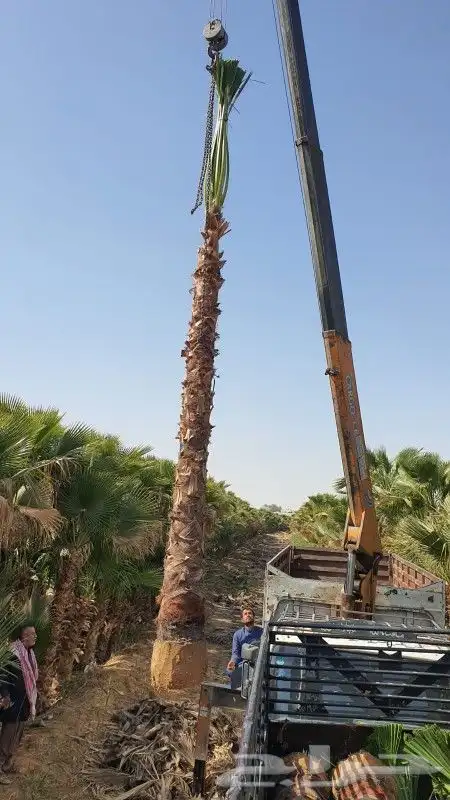 نخل واشنطني للبيع 1