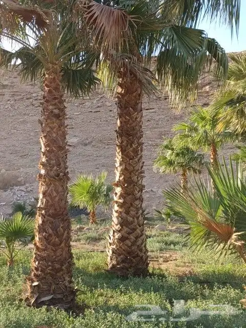 تركيب شبك وزراعة نخيل 4