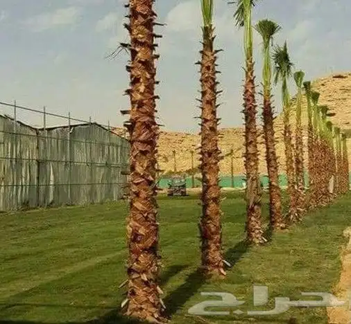 تركيب شبك وزراعة نخيل 5