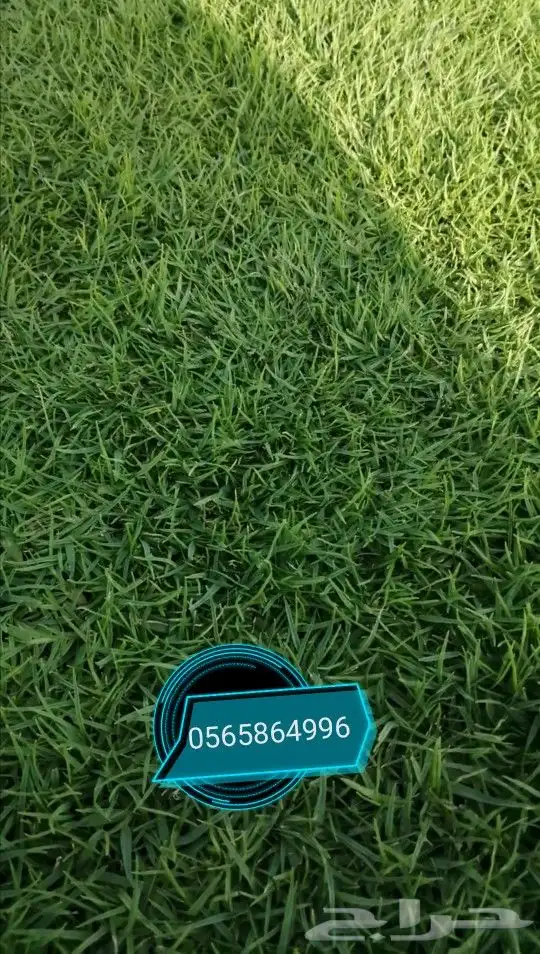 ثيل طبيعي تنسيق حدائق 5