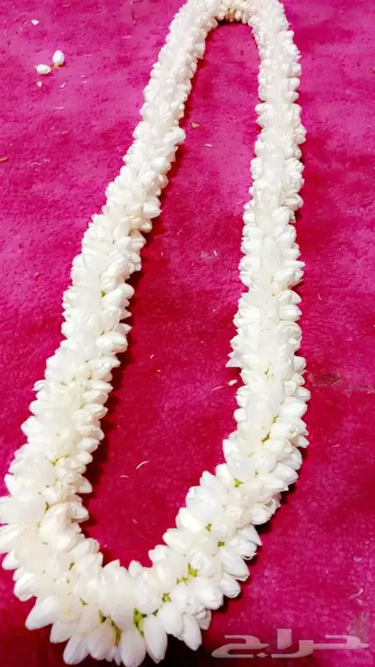 فل الرياض 0207161893 3