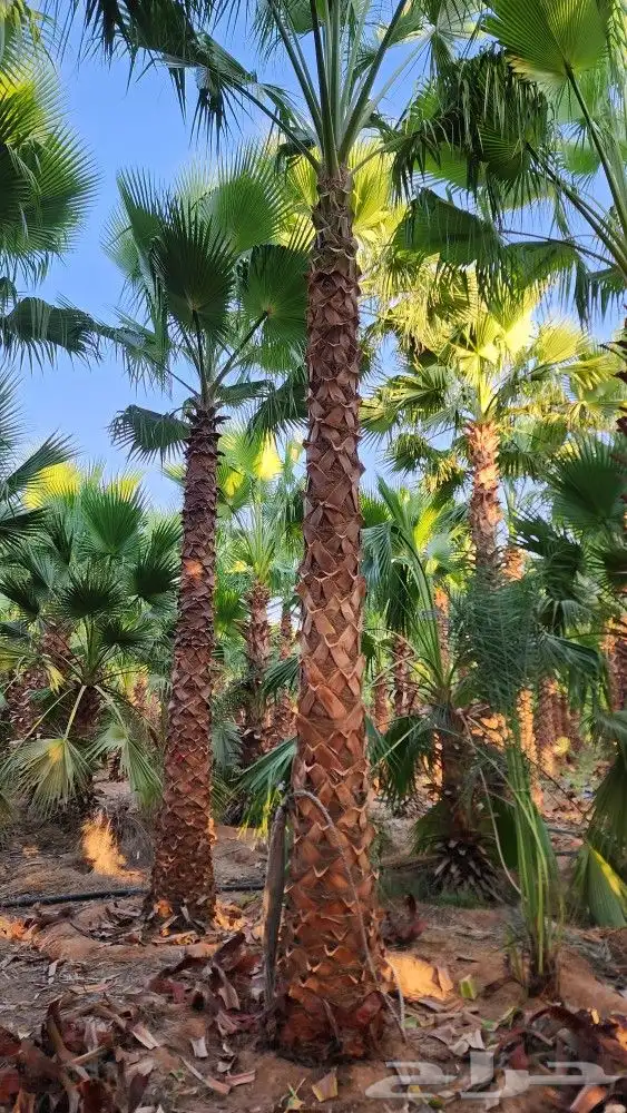 مشتل الجزيرة نخل واشنطن للبيع 3