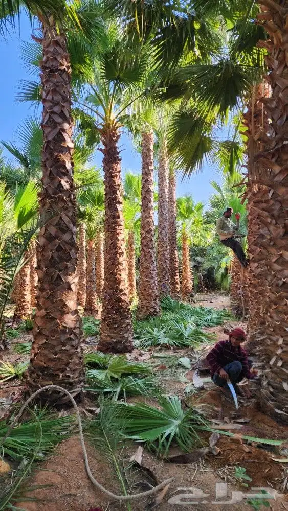 مشتل الجزيرة نخل واشنطن للبيع 2