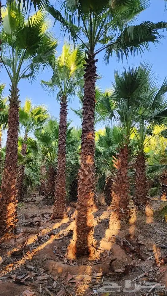 مشتل الجزيرة نخل واشنطن للبيع 5