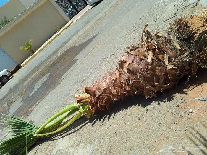 لجميع أعمال الواشنطن والنخيل 9