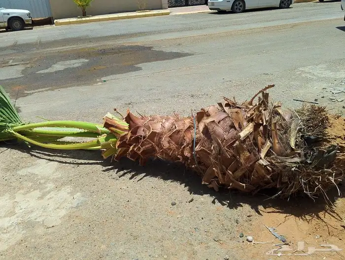 لجميع أعمال الواشنطن والنخيل 6
