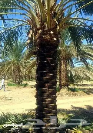 لجميع أعمال الواشنطن والنخيل 2