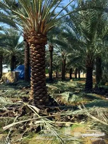 لجميع أعمال الواشنطن والنخيل 3