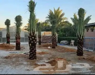 يوجد لدينا نخيل مثمر جميع الانواع وجميع المقسات 1