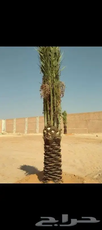 يوجد لدينا نخيل مثمر جميع الانواع وجميع المقسات 0