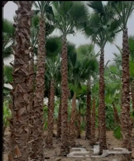 للبيع نخل عربي واشنطونيا 8