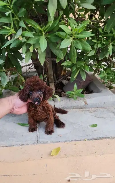 كلب بودل Toy poodle tea cup بسعر مميز 0