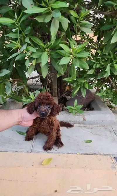 كلب بودل Toy poodle tea cup بسعر مميز 2
